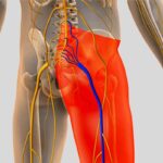 Can Sciatica Cause Hip Pain? Signs and Treatments